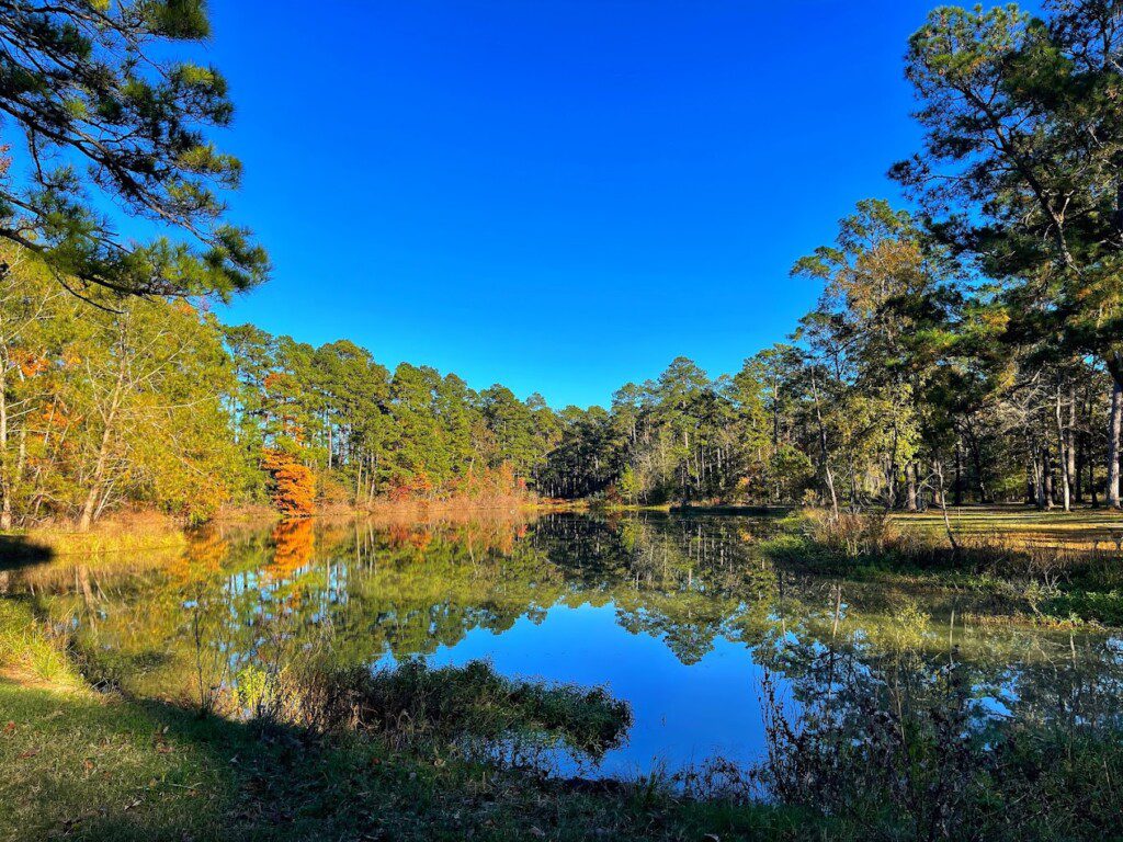 William Goodrich Jones State Forest